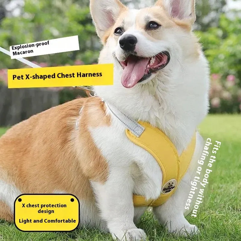 A blue polyester dog vest harness connected to a matching hand-held leash.