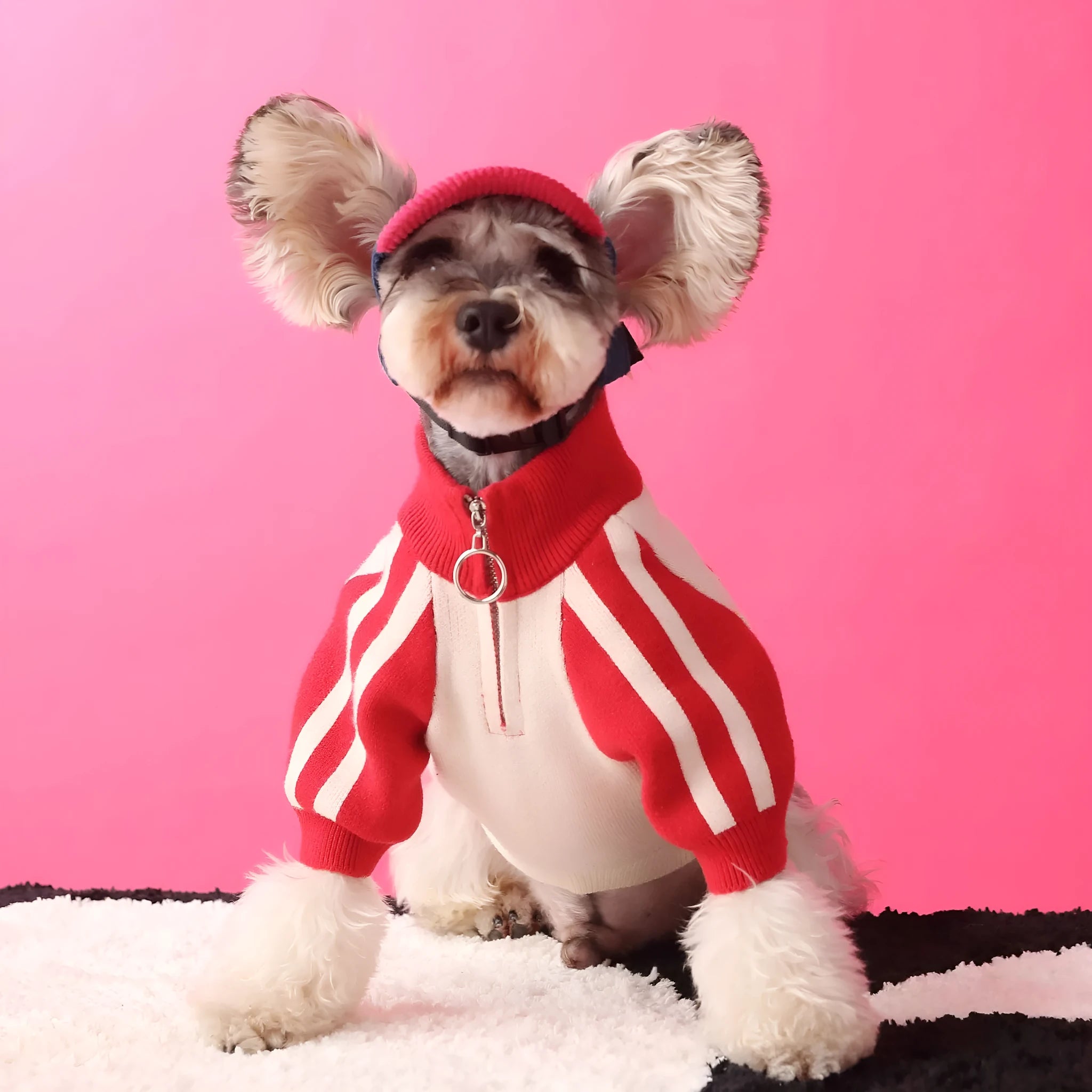 Men's dog sports sweater cardigan in wool for puppies, available in dark green or red