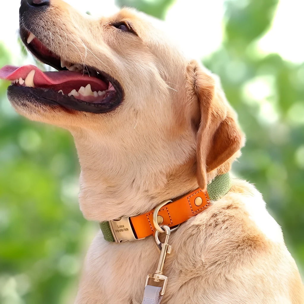 Small dog mohair collar and traction rope leash set in green, blue, brown, grey, or black