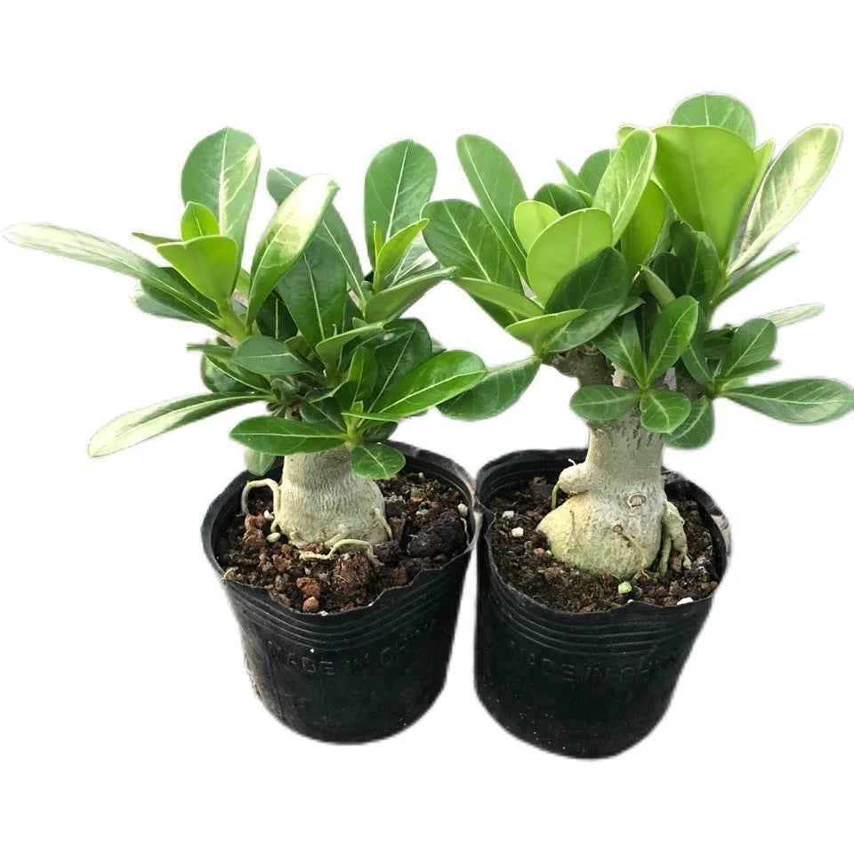 Bare root desert rose seedlings (Adenium obesum) ready for potting.