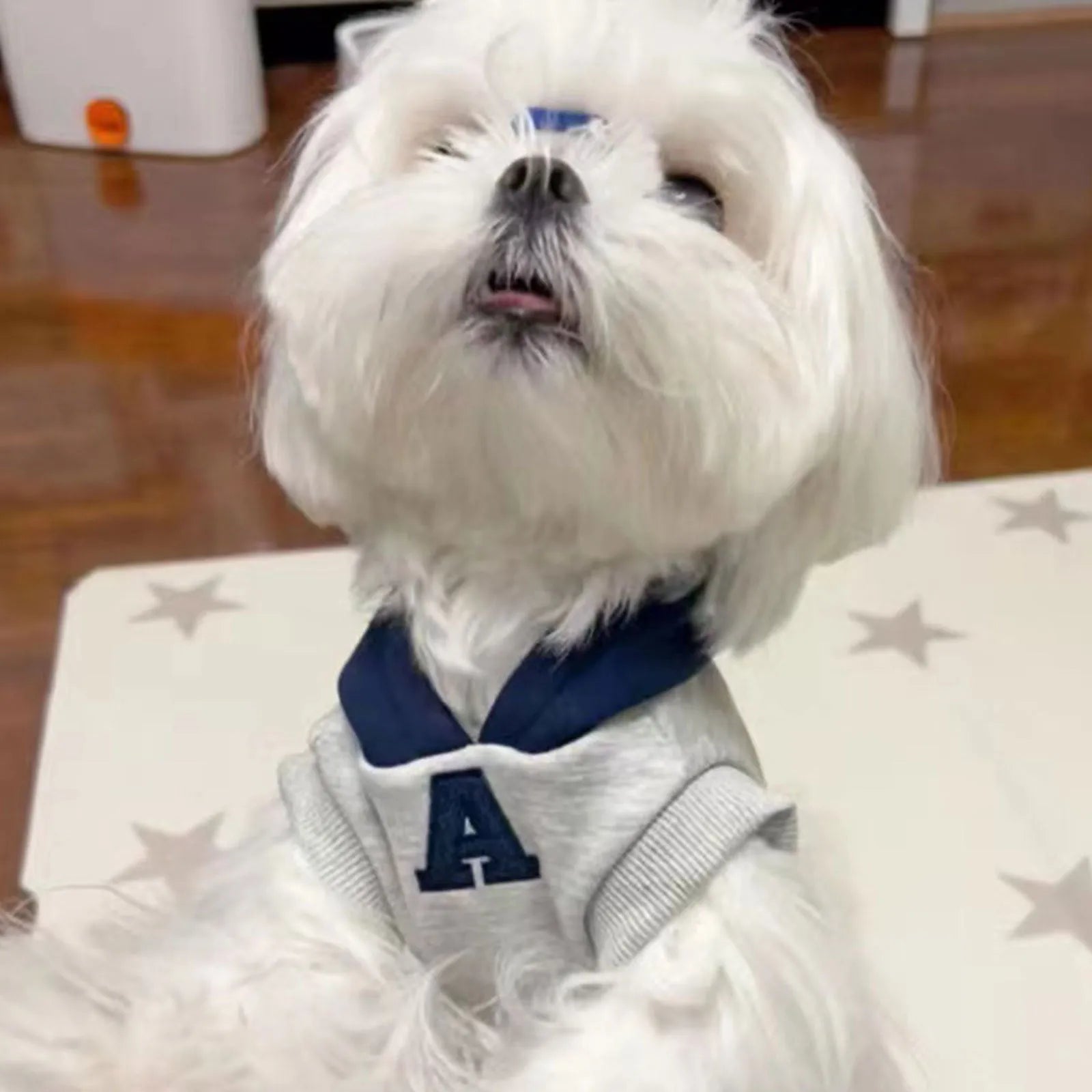 Blue and white slim-fitting pet hoodie with reflective letters for dogs and cats.