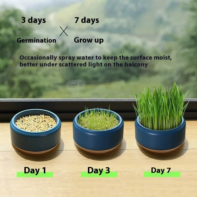Hydroponic cat grass growing kit with a coloured plastic cup and five packs of wheatgrass seeds