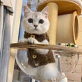 Cat warm lamb wool vest winter cute pet clothing polar fleece ins style in apricot colour