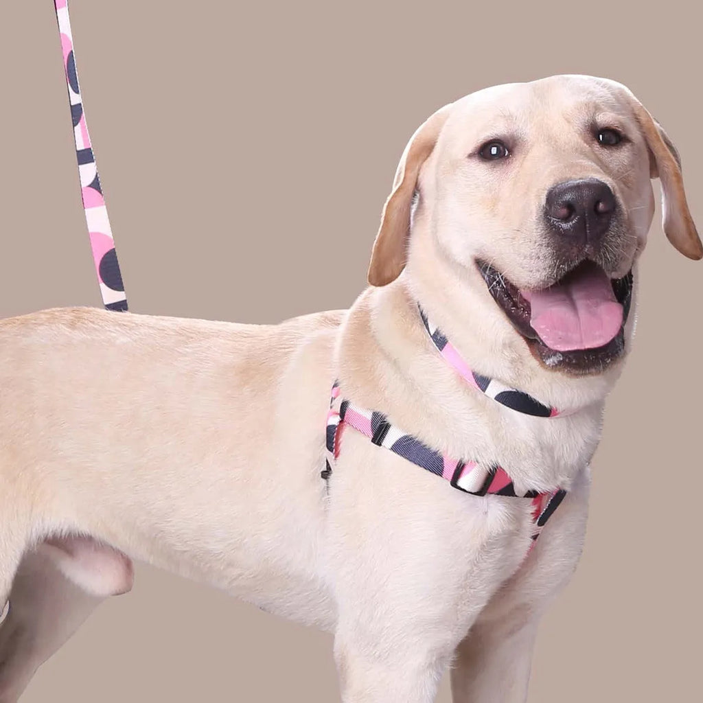 Hand holding rope outing dog leash three-piece set in polyester with collar and harness