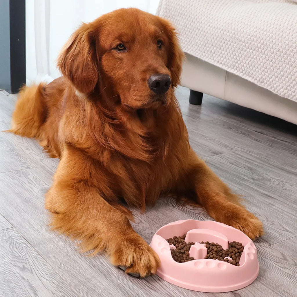 Moon star wings pet slow feeding bowl in blue colour with large capacity design