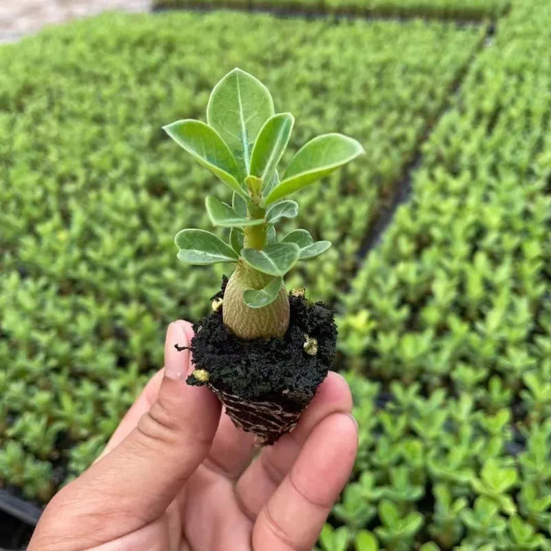 Bare root desert rose seedlings (Adenium obesum) ready for potting.