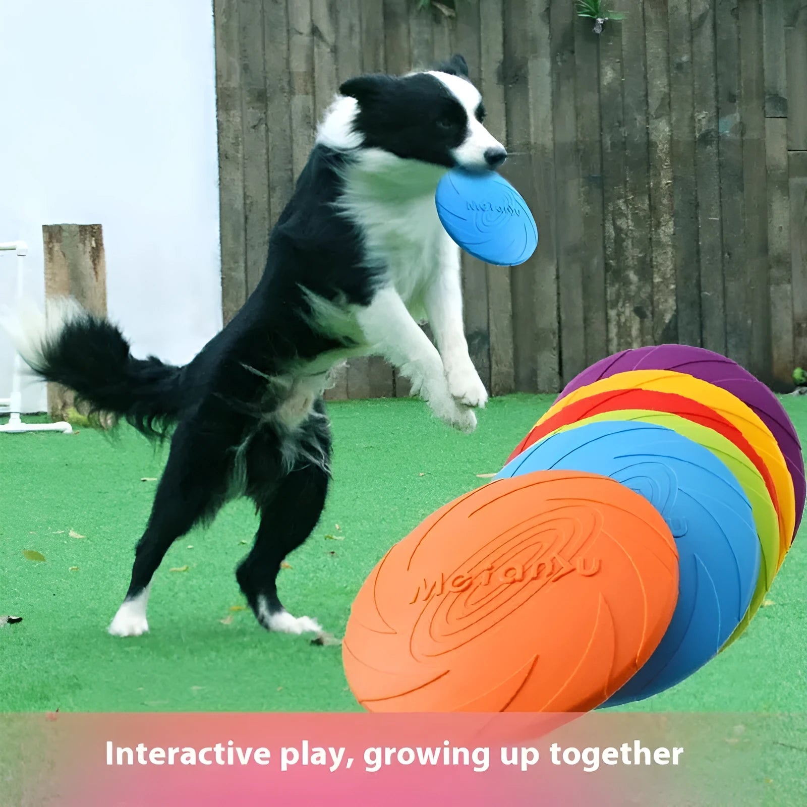 Soft rubber dog frisbee in blue, green, and red colours showing small, medium, and large size options